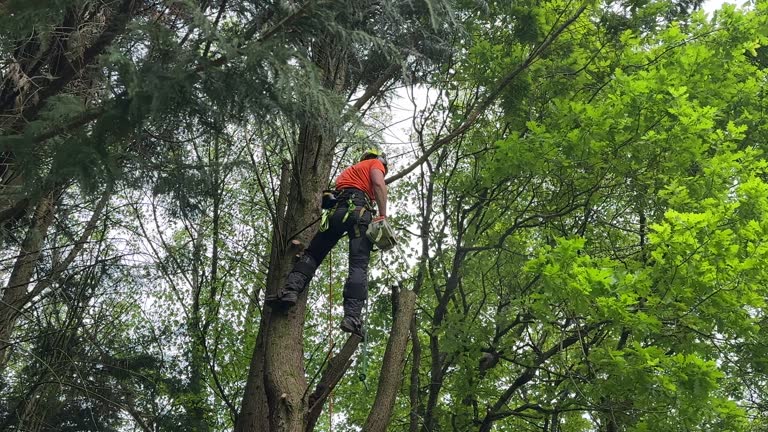 Best Tree Removal Services  in Wewahitchka, FL